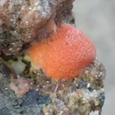Thomsonite from Deshgaon, Madhya Pradesh, India - image 5