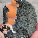 specimen video
