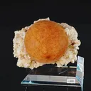 specimen video