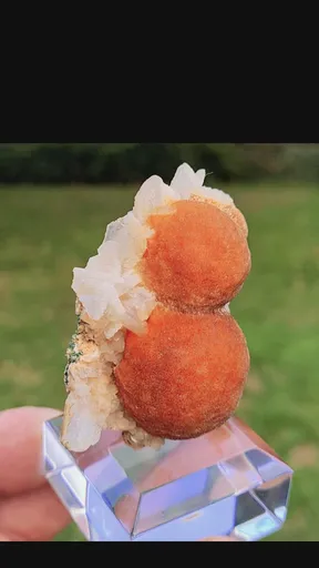 specimen video