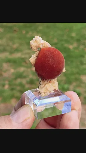 specimen video