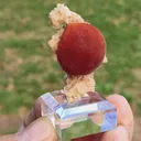 specimen video