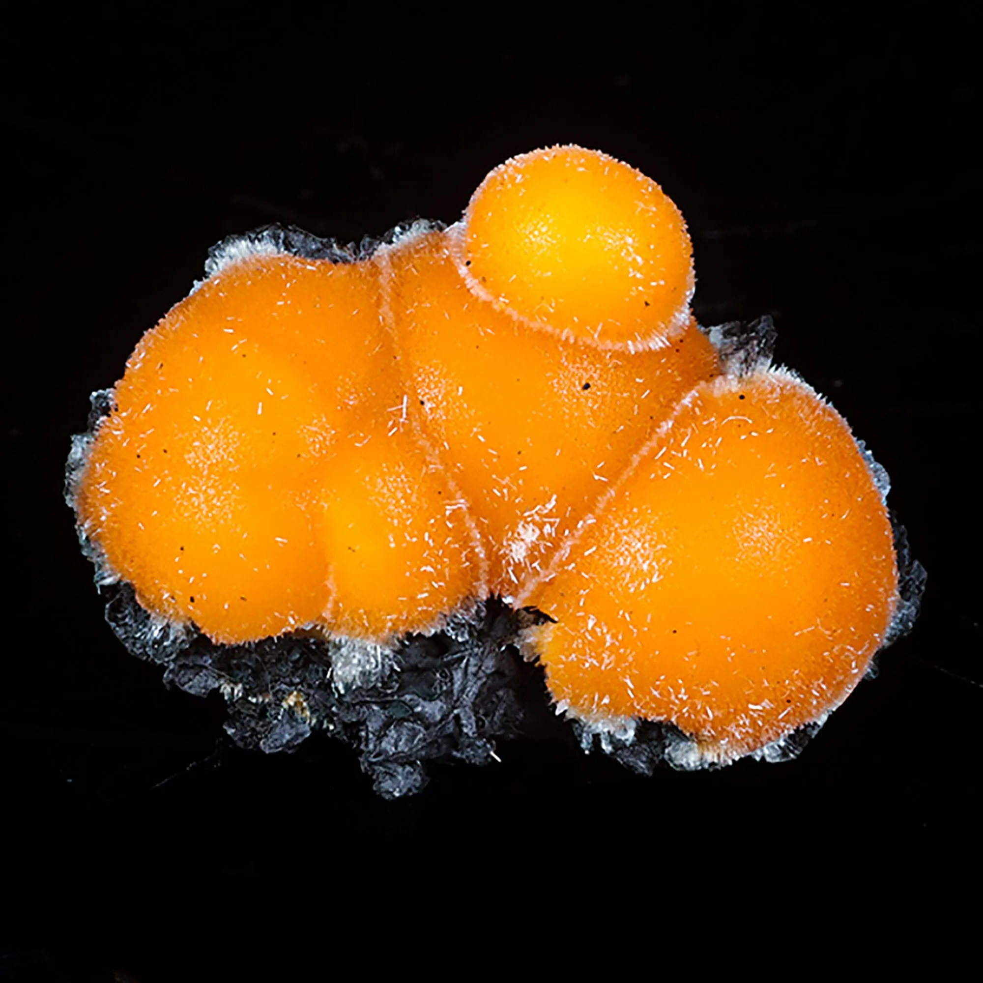 Thomsonite Orange Rare Find Natural Mineral Specimen - image 1
