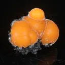 Thomsonite Orange Rare Find Natural Mineral Specimen - image 2