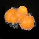 Thomsonite Orange Rare Find Natural Mineral Specimen - image 3