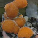 specimen video