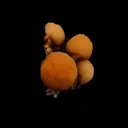 Thomsonite Yellow Color Rare Find Natural Mineral Specimen - image 3