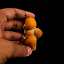 Thomsonite Yellow Color Rare Find Natural Mineral Specimen - image 4