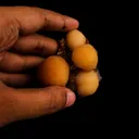 Thomsonite Yellow Color Rare Find Natural Mineral Specimen - image 4