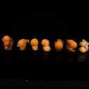 Thomsonite Yellow Color Rare Find ( set of 7) Natural Mineral Specimen - image 1