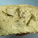 Titanite, Adularia - image 1