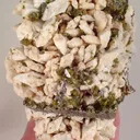 Titanite, Albite - image 1