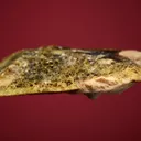 Titanite - image 3