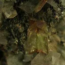 Titanite on Adularia - image 4