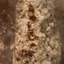 Titanite on Quartz - image 2