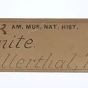 Titanite (Twinned) - image 3