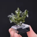 Titanite with Chlorite - image 2