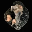 Top-Notch Gemmy Champagne Calcite with Stilbite on Black Chalcedony | Indian Zeolite Specimen – Jalgaon DK86 - image 1