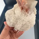 specimen video