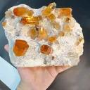 specimen video