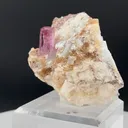 specimen video