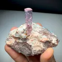 specimen video