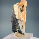 specimen video