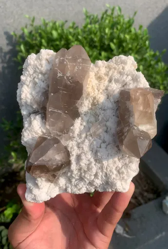 specimen video