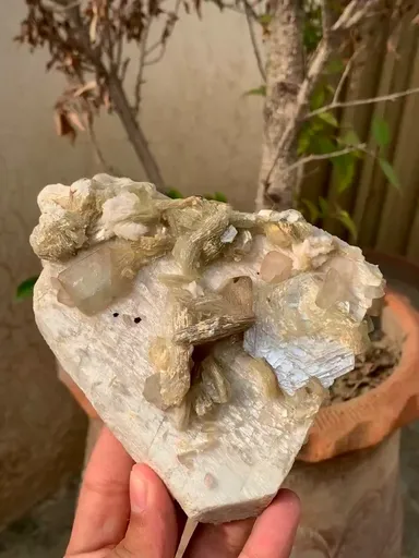specimen video