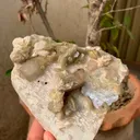 specimen video
