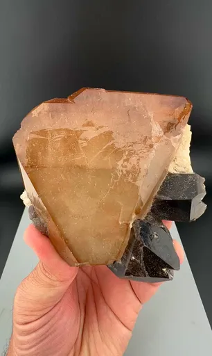 specimen video