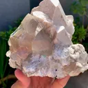 specimen video