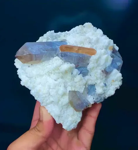 specimen video