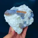 specimen video