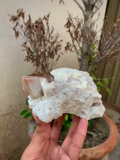 specimen video