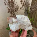 specimen video