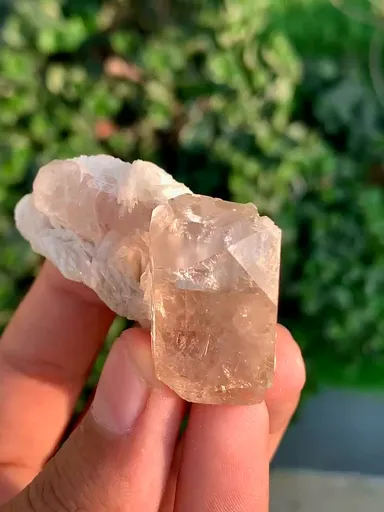 specimen video