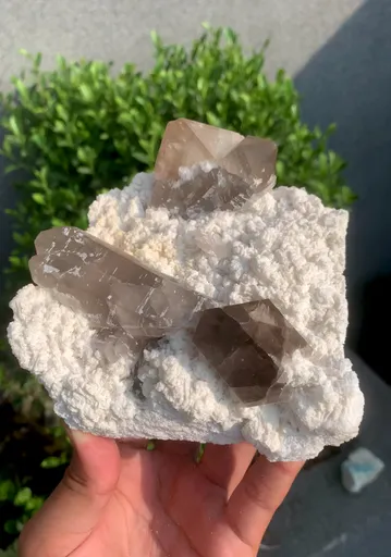 specimen video