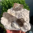 specimen video