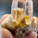specimen video