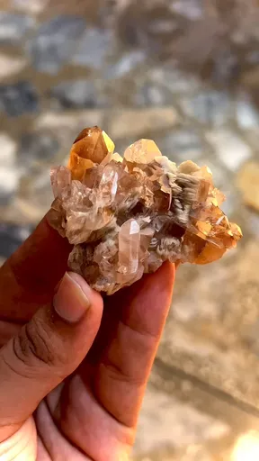 specimen video