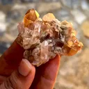 specimen video