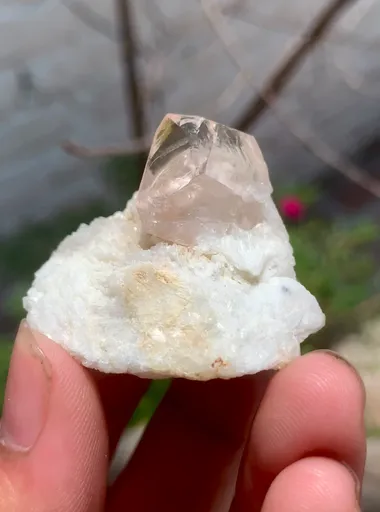 specimen video