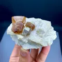 specimen video