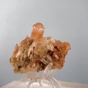 specimen video