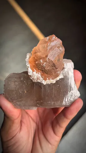 specimen video