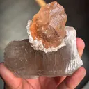 specimen video