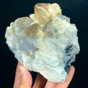 specimen video