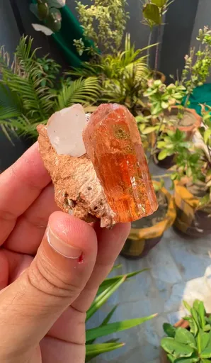 specimen video