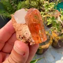 specimen video